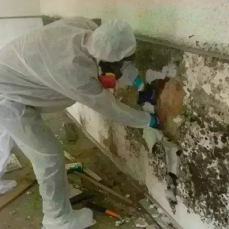 Mold Remediation and Removal in Loup City, NE